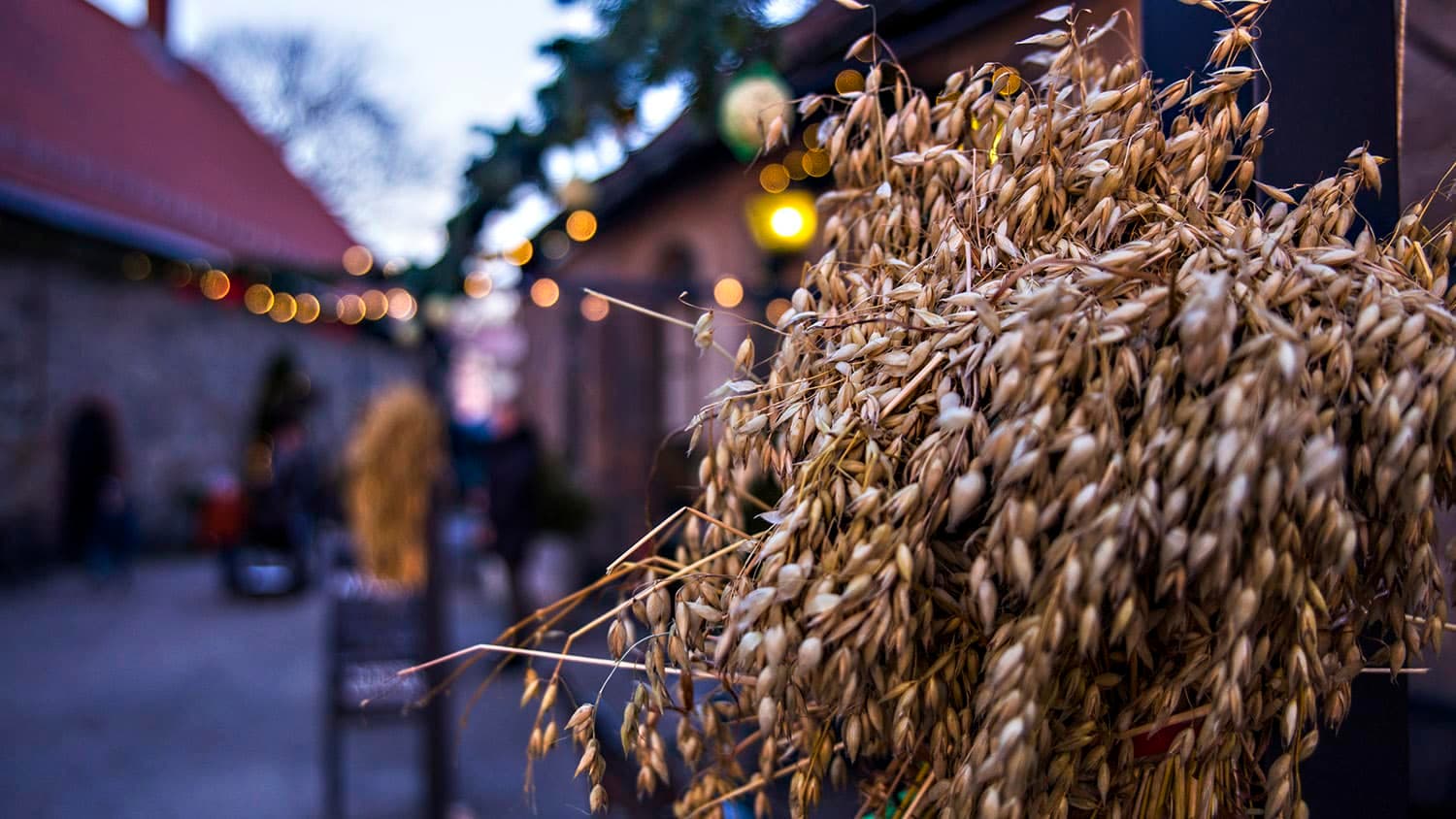 Julepyntet gate i Gamlebyen med nek i forgrunnen og lyslenker i bakgrunnen.