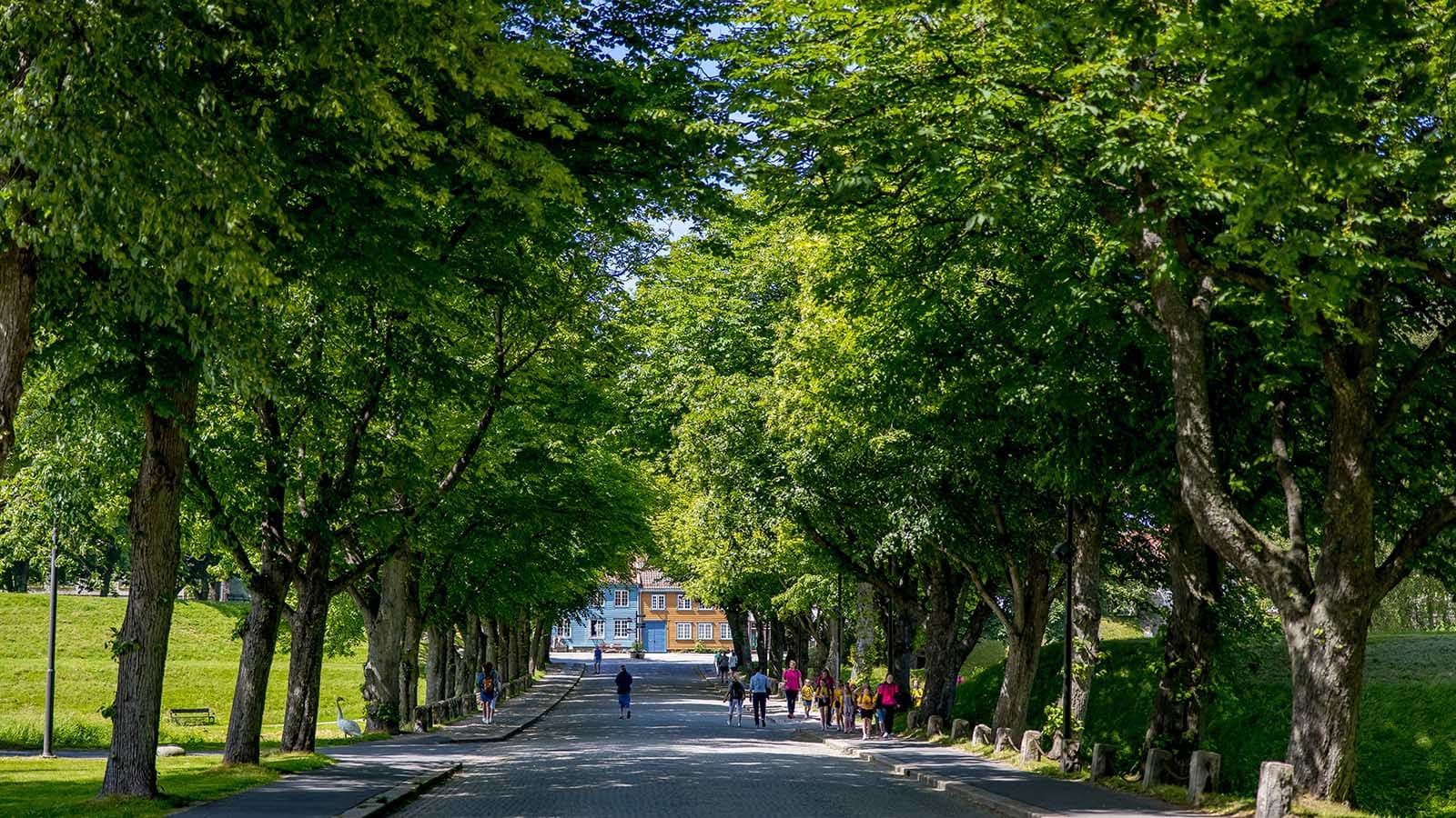 Mennesker som går og sykler under trær i Gamlebyen i Fredrikstad en sommerdag.